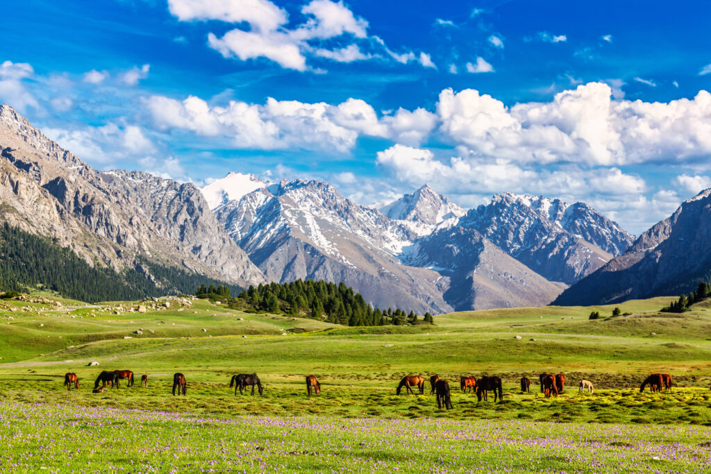 GermAsia Worksolutions